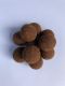 Becker Conquest Boilies Lewel 7